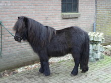 Victor van Paardenland verkocht